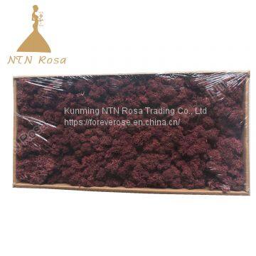 China Most Popuplar Everlasting Moss: The Key to Plant Walls photo-2