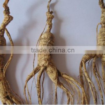 18-Year-Old Wild Ginseng from Cahngbai Mountain