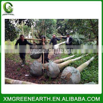 Wodyetia bifurcata - foxtail palm (7)