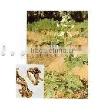 healthcare products Lovage Oil 20%/30%/50%