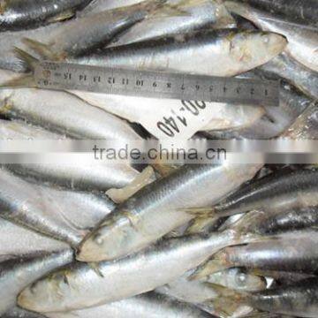 Good quality frozen ingredient sardine fish seafood 120 -140 pcs