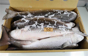Mullet Fish / Grey Mullet, Mullet 1000-200 photo-5