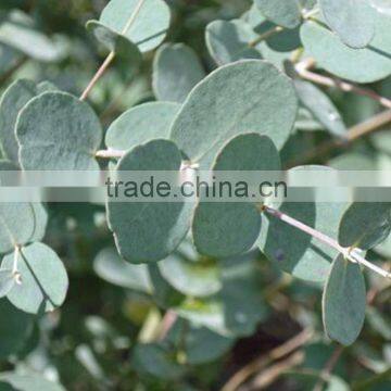 Super quality hot selling Decorative Eucalyptus