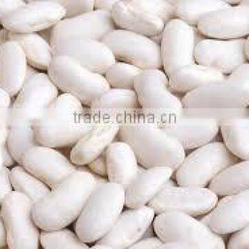 white kidney bean