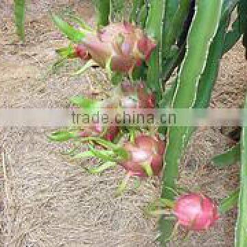 Dragon Fruit - White Fresh - Red Fresh