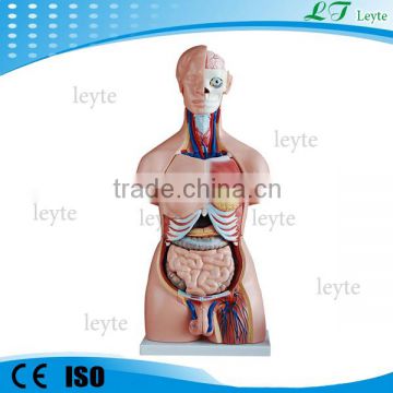 XC-208 40 Parts Unisex human Torso model 85CM