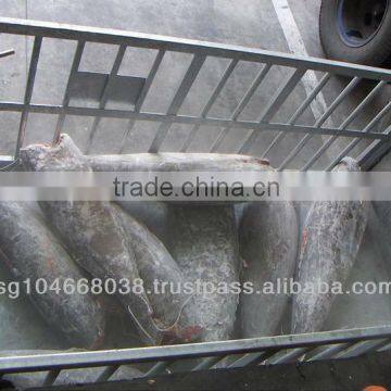OILFISH OR ESCOLAR HG