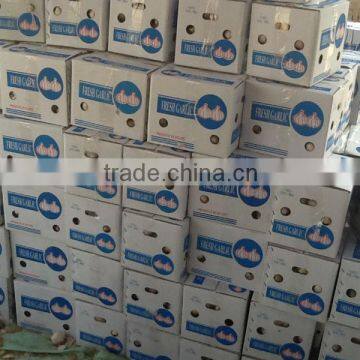 Fresh Garlic photo-6