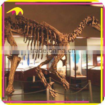 KANO4584 Dino Dig Area Life-Size Realistic Dinosaur Skeleton