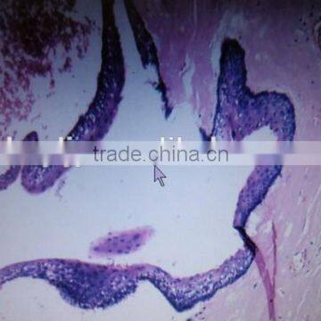 human oral histology pathology prepared slides set