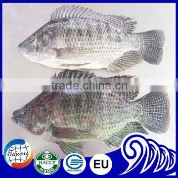 Frozen Black Tilapia Whole Round Fish For Sale