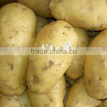 India potato new crop