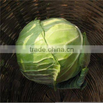 New Crop Flat Cabbage/round Cabbage for Sale photo-2