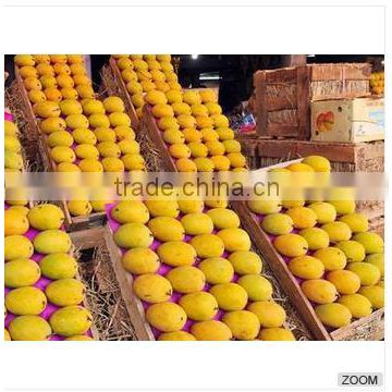 Fresh Alphonso Mangoes