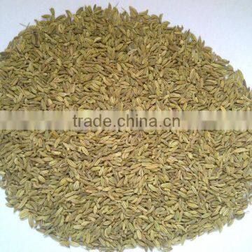 Indian Fennel seeds