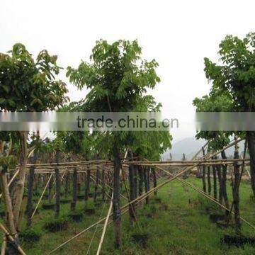 Tabebuia Chrysantha
