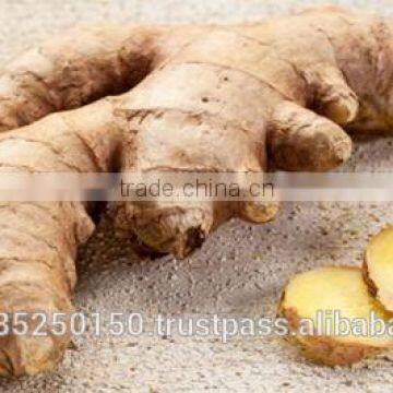 Frozen Ginger Puree - High Quality From Vietnam