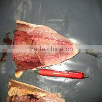 high quality and frozen mackerel fillet fish