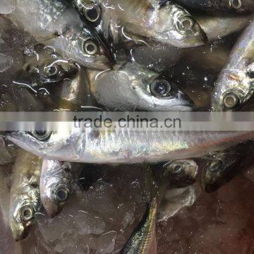 Chinese Frozen seafood/Frozen Fish Factory