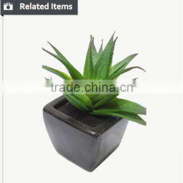 Hot Sale Mini Succulent Plants for Home and Garden Decoration photo-5
