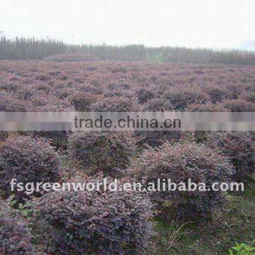 loropetalum Chinensis bush nursery