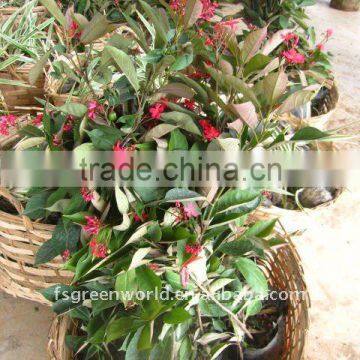 Jatropha integerrima shrubs