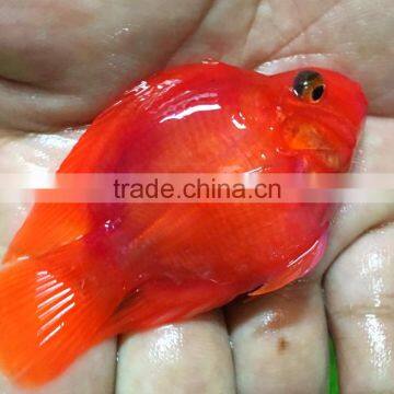 Red Parrot Cichlid Aquarium Fish From Thailand Exporter