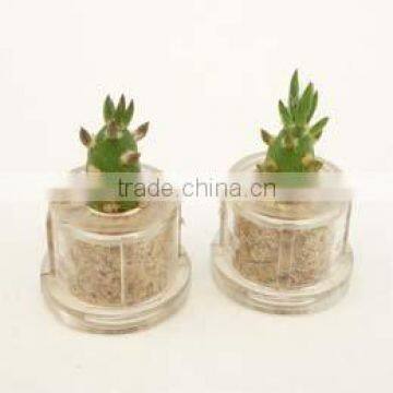 Miniplant "Eve's needle" mini succulent plant with mobile phone strap