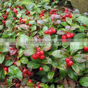 High quality Methyl Salicylate & Winter Green oil (CAS:119-36-8) made in China
