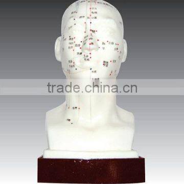 Head Acupuncture model