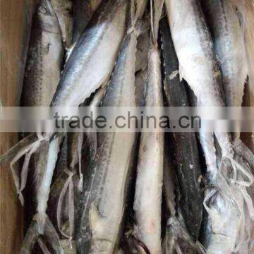 Frozen Whole Round Spanish Mackerel (scomberomorus Niphonius) photo-2