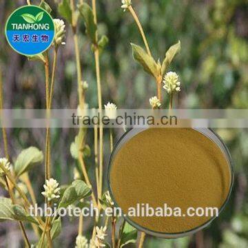 Manufacturer Pure Natural High Qulity Suma Extract, Pfaffia Paniculata Extract, Brazilian Ginseng Extract