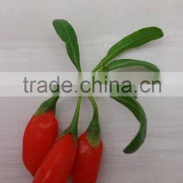 Dried Goji Berries Size 280, Goji Manufacture, Goji Wholeseller photo-2