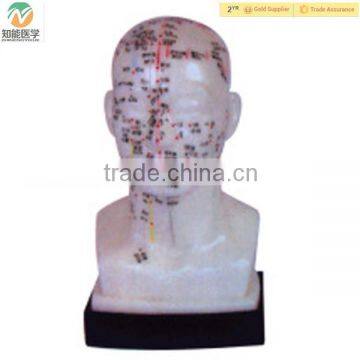 High Quality Head Chinese Acupuncture Model 20CM