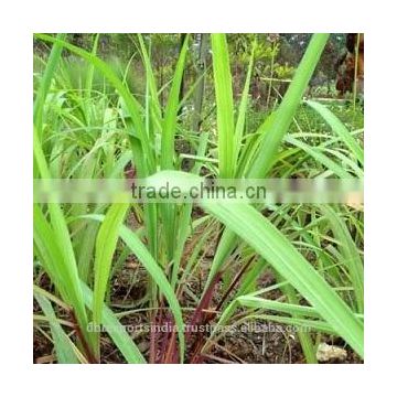 Pure Citronella Oil (Java)