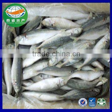Frozen Round Scad Fish for canning or fish feed