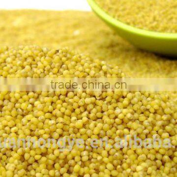 glutinous millet