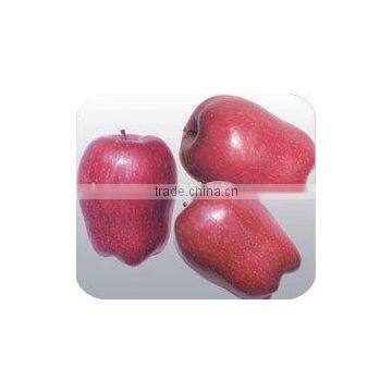 Chinese Red Apple For 2011 New Crop