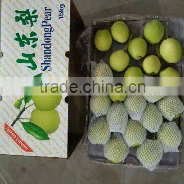 Shandong Pear photo-2