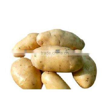 potato