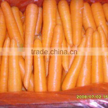 Fresh Carrot crops 2015 very suitable price for exporting