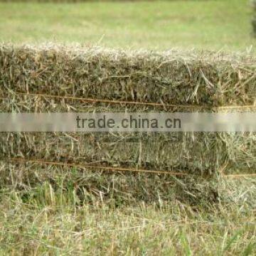 Dry hay bale, grass hay, hay for animal, Rhode grass hay, cattle feed hay, hay feed