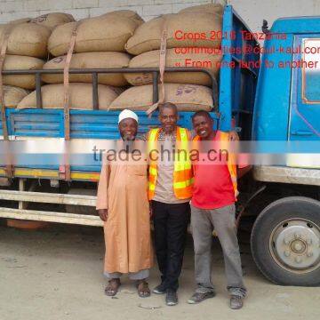 Very Good Tanzania Raw Cashew Nuts ( Tanzania Contact: 255 682 294 635) photo-3
