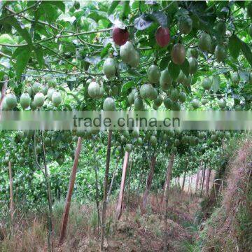 Sale Passionforaedulis seeds Passionfruit seeds fruit tree seeds for planting