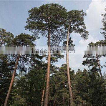 The Outdoor Decoration Plant Outdoor Plants Changpai Scotch Pine Seedling