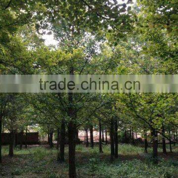 Ginkgo Biloba L