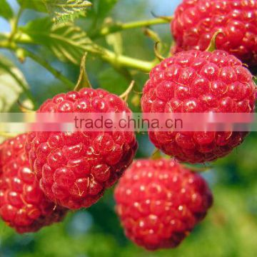 Raspberry Extract Powder Chinese Manufacturer