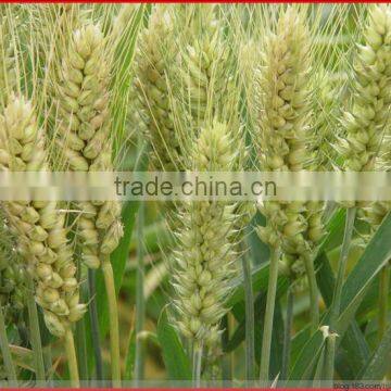 Wheat Gluten Meal Factory Price