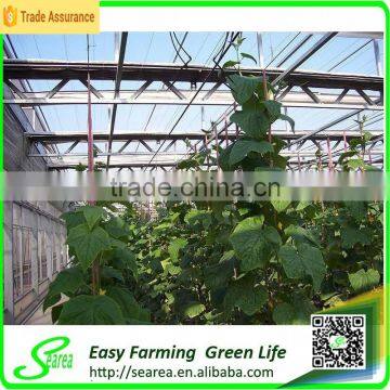 Polycarnonate Sheeting Greenhouse for Sale photo-4