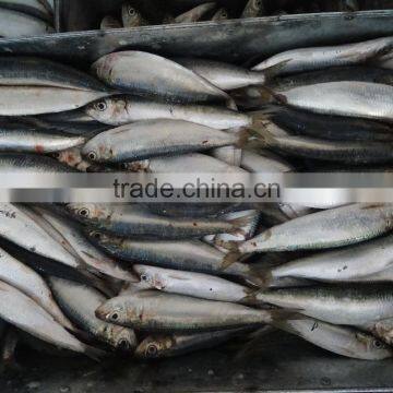 FROZEN SARDINE SEAFOOD FOR SALE photo-3